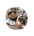うちのかわいい子スタンプ（個別スタンプ：12）