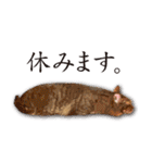くおとこむぎのスタンプ（個別スタンプ：5）