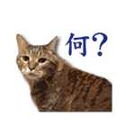 くおとこむぎのスタンプ（個別スタンプ：9）