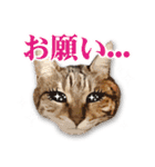 くおとこむぎのスタンプ（個別スタンプ：13）
