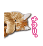 くおとこむぎのスタンプ（個別スタンプ：16）