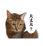 くおとこむぎのスタンプ（個別スタンプ：17）