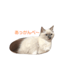 めいちゃんのスタンプ(更新！)（個別スタンプ：1）