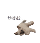 めいちゃんのスタンプ(更新！)（個別スタンプ：4）