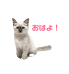 めいちゃんのスタンプ(更新！)（個別スタンプ：16）