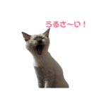 めいちゃんのスタンプ(更新！)（個別スタンプ：20）