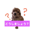 いぬのスタンプだよ（個別スタンプ：5）