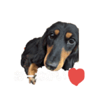 いぬのスタンプだよ（個別スタンプ：7）