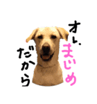 いぬのスタンプだよ（個別スタンプ：8）