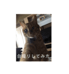 チャロりあん（個別スタンプ：3）
