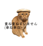 チャロりあん（個別スタンプ：9）