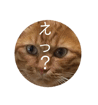 チャロりあん（個別スタンプ：11）
