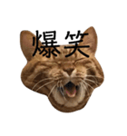 チャロりあん（個別スタンプ：13）