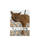 チャロりあん（個別スタンプ：20）