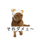 チャロりあん（個別スタンプ：21）