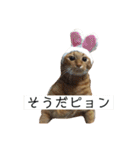 チャロりあん（個別スタンプ：31）