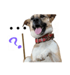 リイ6☆ふざけた犬（個別スタンプ：8）