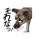 リイ6☆ふざけた犬（個別スタンプ：13）