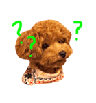 Laniたんすたんぷ（個別スタンプ：13）