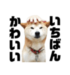 柴犬 ふじまる 4（個別スタンプ：2）