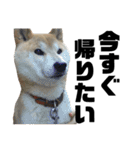 柴犬 ふじまる 4（個別スタンプ：3）