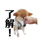 柴犬 ふじまる 4（個別スタンプ：4）