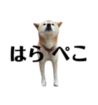 柴犬 ふじまる 4（個別スタンプ：5）