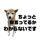 柴犬 ふじまる 4（個別スタンプ：7）