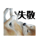 柴犬 ふじまる 4（個別スタンプ：8）