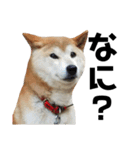 柴犬 ふじまる 4（個別スタンプ：9）