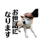 柴犬 ふじまる 4（個別スタンプ：10）