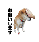 柴犬 ふじまる 4（個別スタンプ：11）