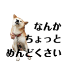 柴犬 ふじまる 4（個別スタンプ：13）