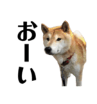 柴犬 ふじまる 4（個別スタンプ：14）