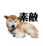 柴犬 ふじまる 4（個別スタンプ：15）