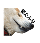 柴犬 ふじまる 4（個別スタンプ：16）