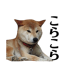 柴犬 ふじまる 4（個別スタンプ：17）