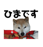 柴犬 ふじまる 4（個別スタンプ：19）