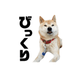 柴犬 ふじまる 4（個別スタンプ：20）