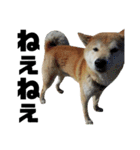 柴犬 ふじまる 4（個別スタンプ：21）
