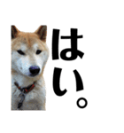 柴犬 ふじまる 4（個別スタンプ：22）
