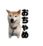 柴犬 ふじまる 4（個別スタンプ：23）