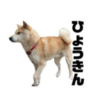 柴犬 ふじまる 4（個別スタンプ：24）