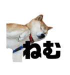柴犬 ふじまる 4（個別スタンプ：25）