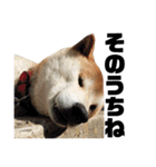 柴犬 ふじまる 4（個別スタンプ：26）