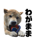柴犬 ふじまる 4（個別スタンプ：28）