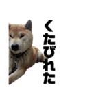 柴犬 ふじまる 4（個別スタンプ：29）