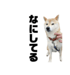 柴犬 ふじまる 4（個別スタンプ：31）