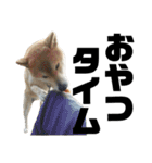 柴犬 ふじまる 4（個別スタンプ：32）