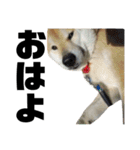 柴犬 ふじまる 4（個別スタンプ：33）